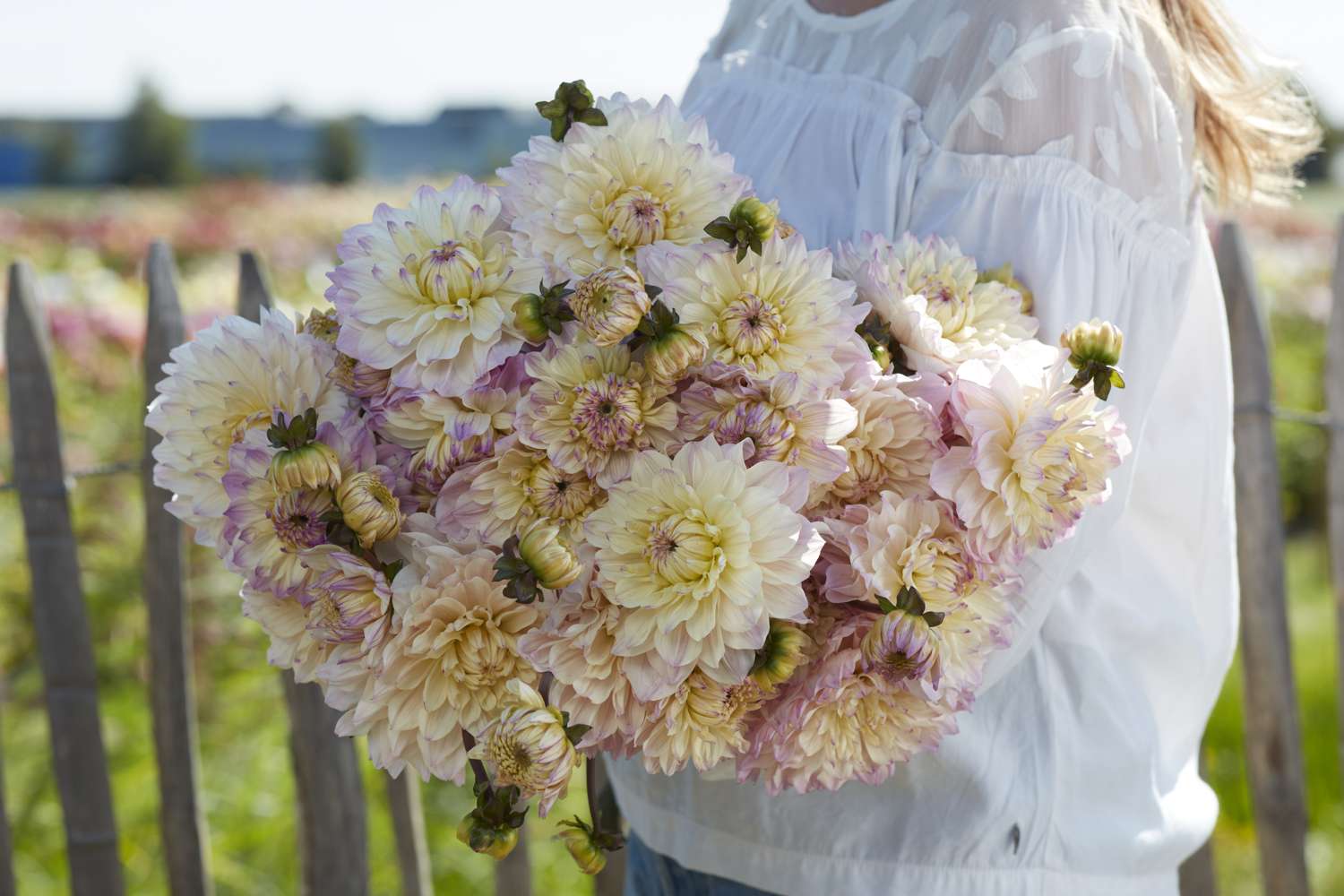Dahlia 'Masterclass'
